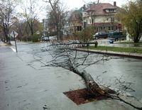 Trees in Flatbush, Brooklyn, were knocked down by Wednesday's high winds.